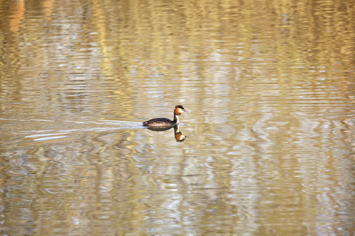 Great Crested Grebe - ML321791371