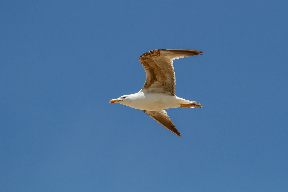 Yellow-legged Gull (michahellis) - Peter Kennerley