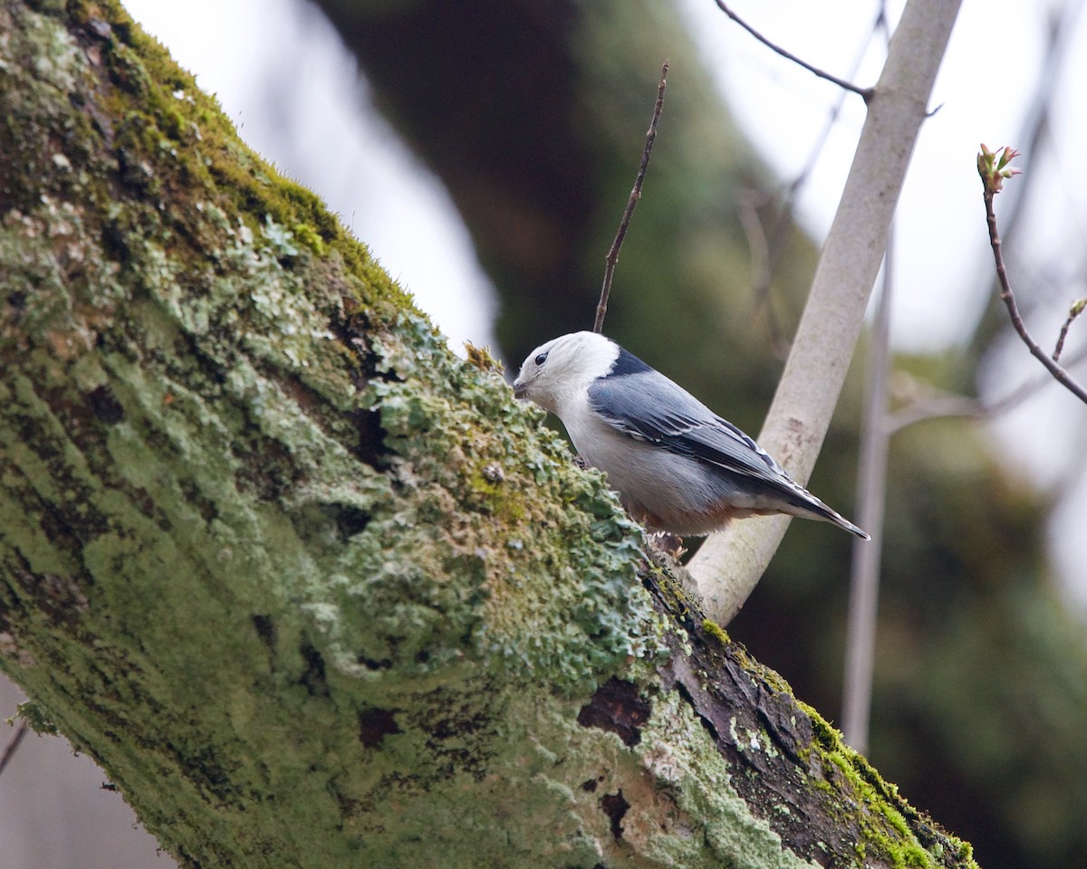 White-breasted Nuthatch - ML321793141
