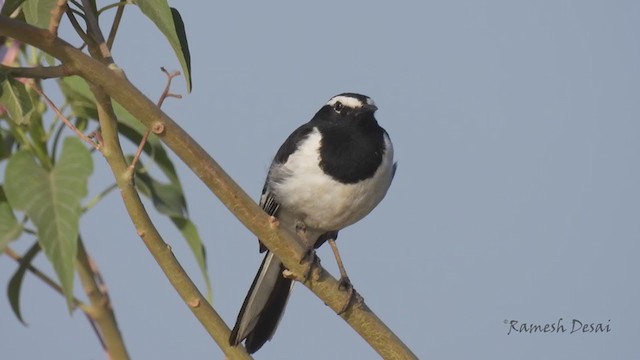 White-browed Wagtail - ML321794501