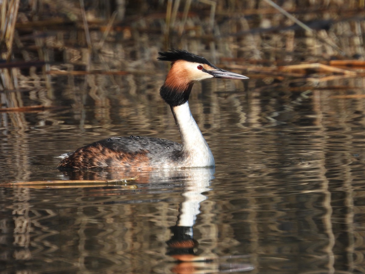 Great Crested Grebe - ML321796231