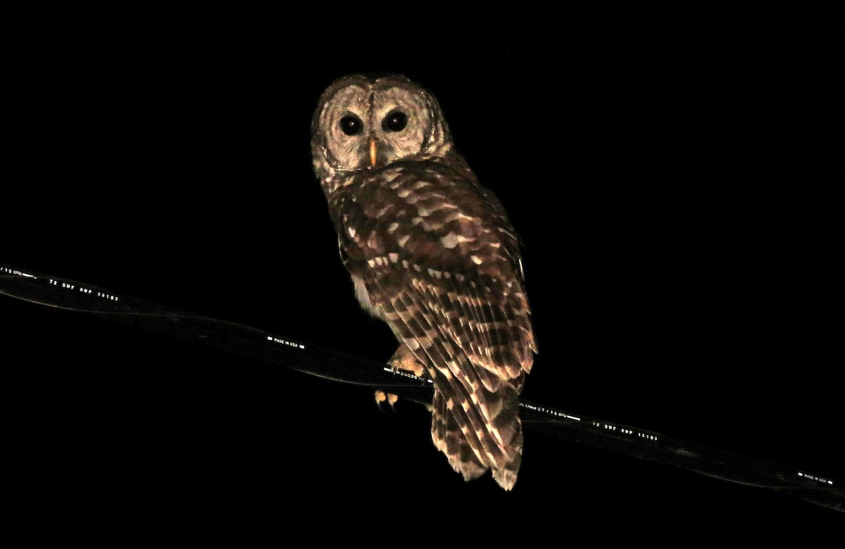 Barred Owl - John  Mariani
