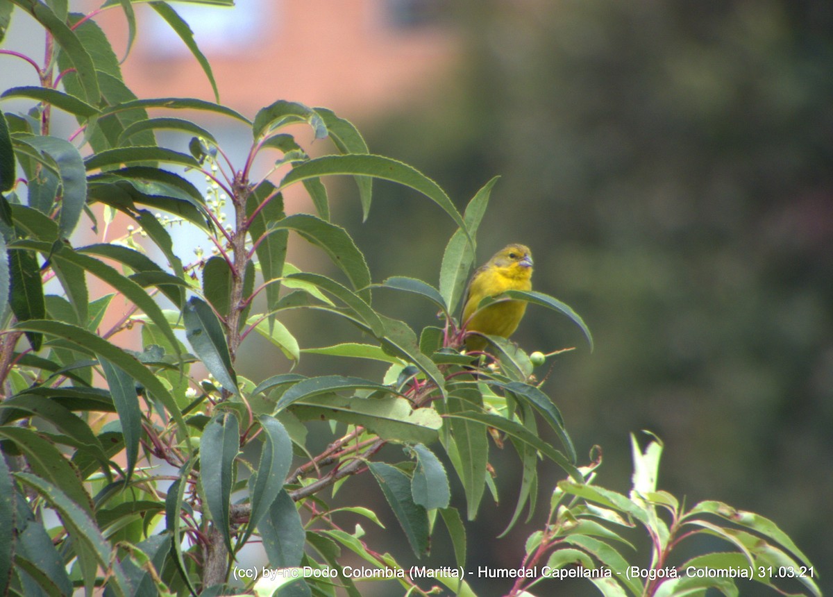 Grassland Yellow-Finch (Montane) - ML321804481