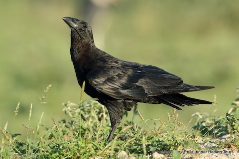 Fan-tailed Raven - ML321805001