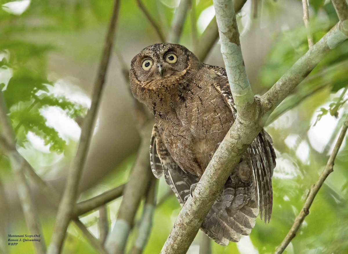 Mantanani Scops-Owl - Ramon Quisumbing