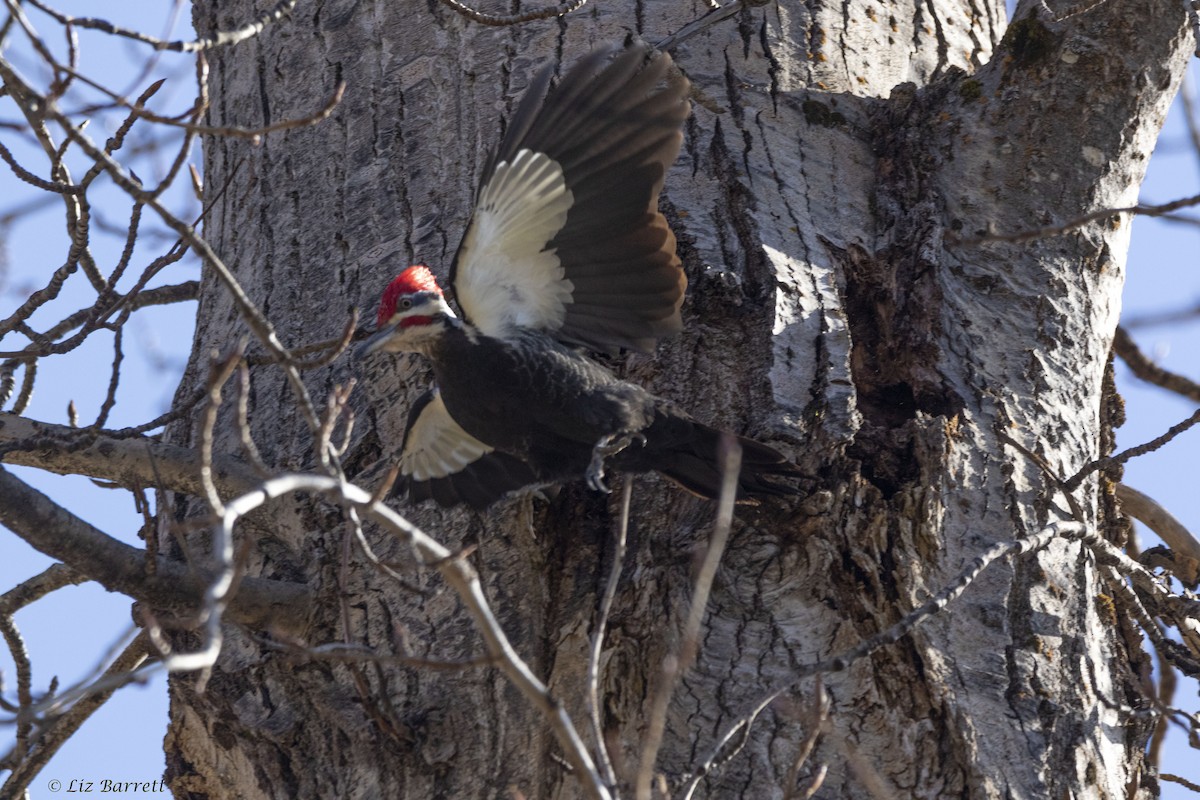 Pileated Woodpecker - Liz Barrett