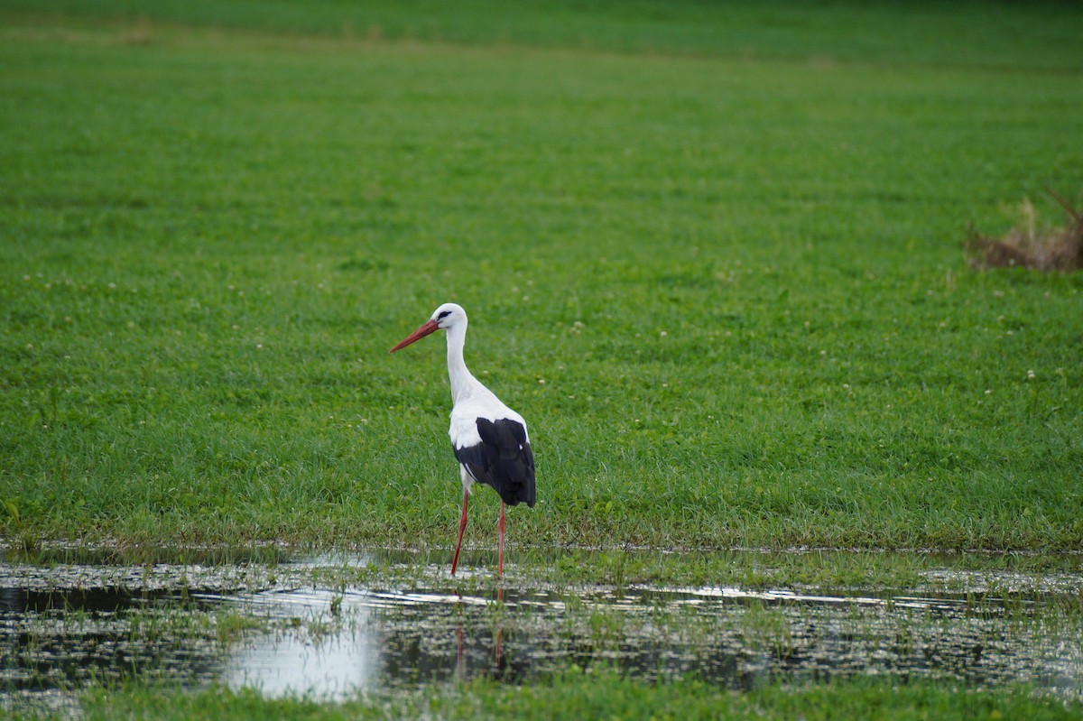 White Stork - ML32181011