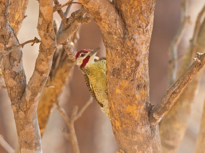 Bennett's Woodpecker (Light-spotted) - Niall D Perrins