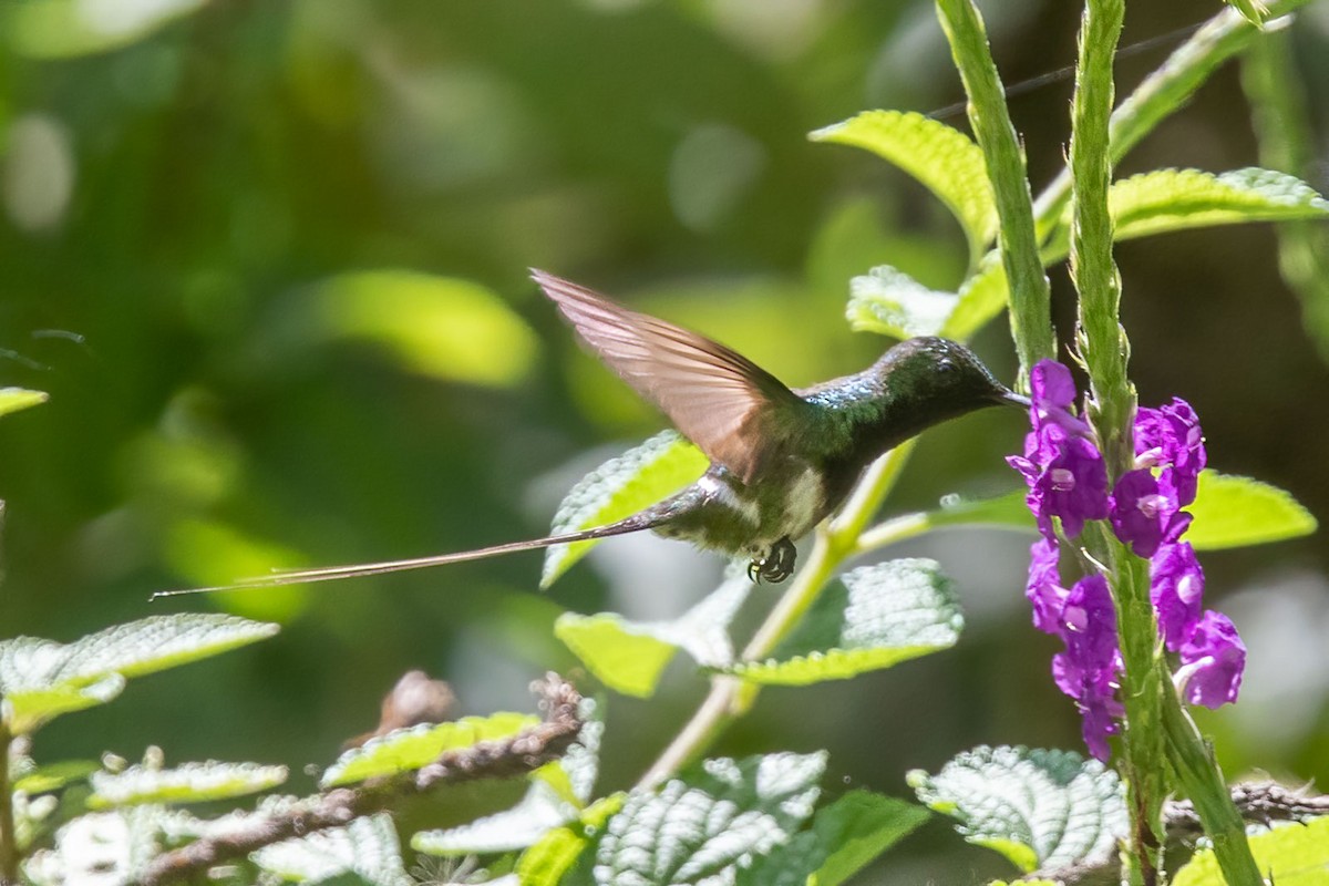 kolibřík nížinný - ML321811861