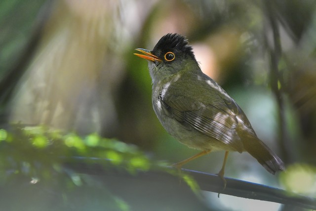 Nightingale, Black Bird, Thrush call (just add water)