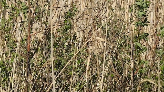 Common Reed Warbler - ML321814741