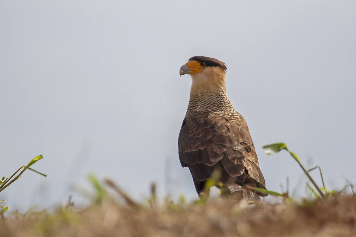 Crested Caracara (Southern) - ML321816151