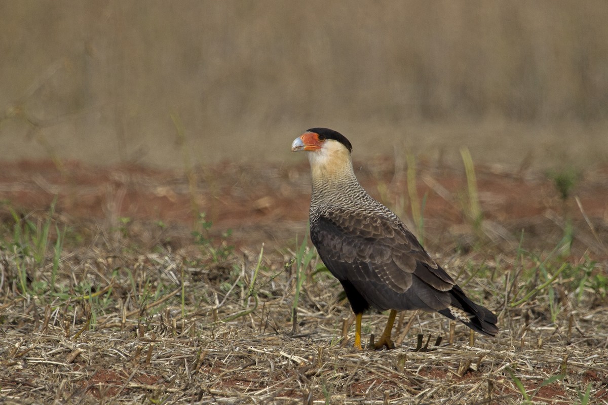 Crested Caracara (Southern) - ML321816181