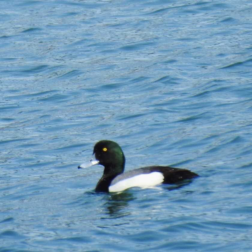 Greater Scaup - ML321821111