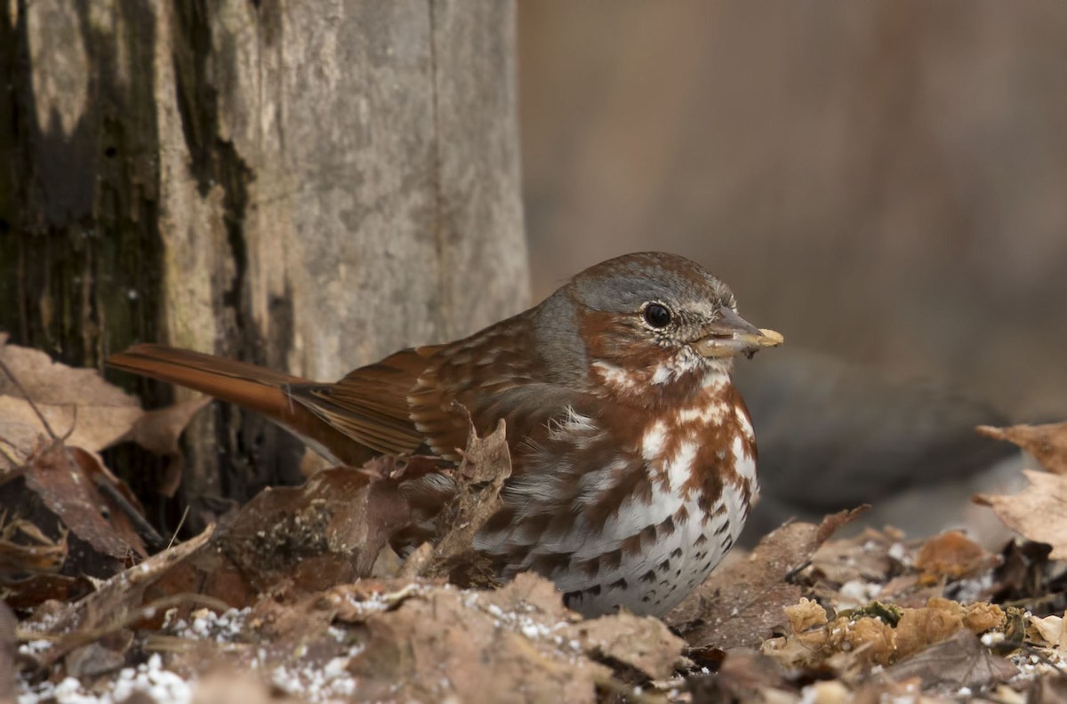 Passerellidae sp. (sparrow sp.) - ML321825401