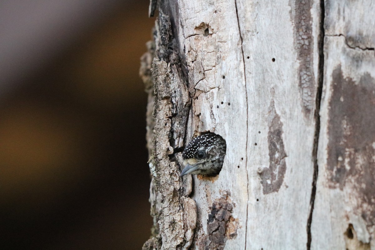 new world piculet sp. - ML321831101