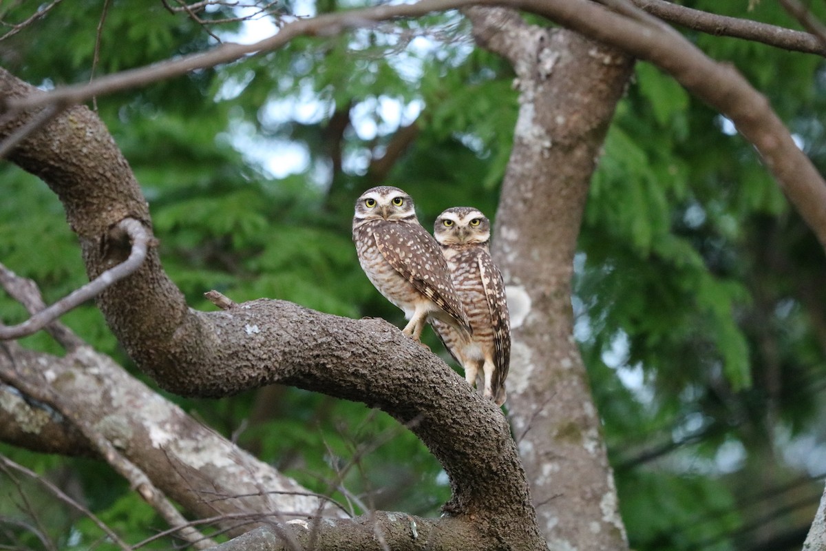 Burrowing Owl - ML321835041