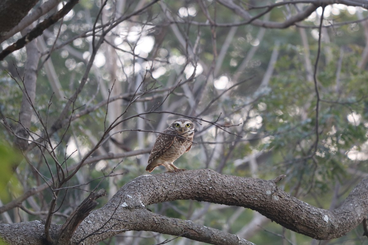 Burrowing Owl - ML321835151