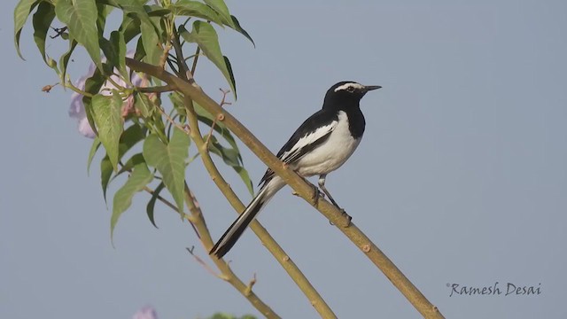 White-browed Wagtail - ML321836411