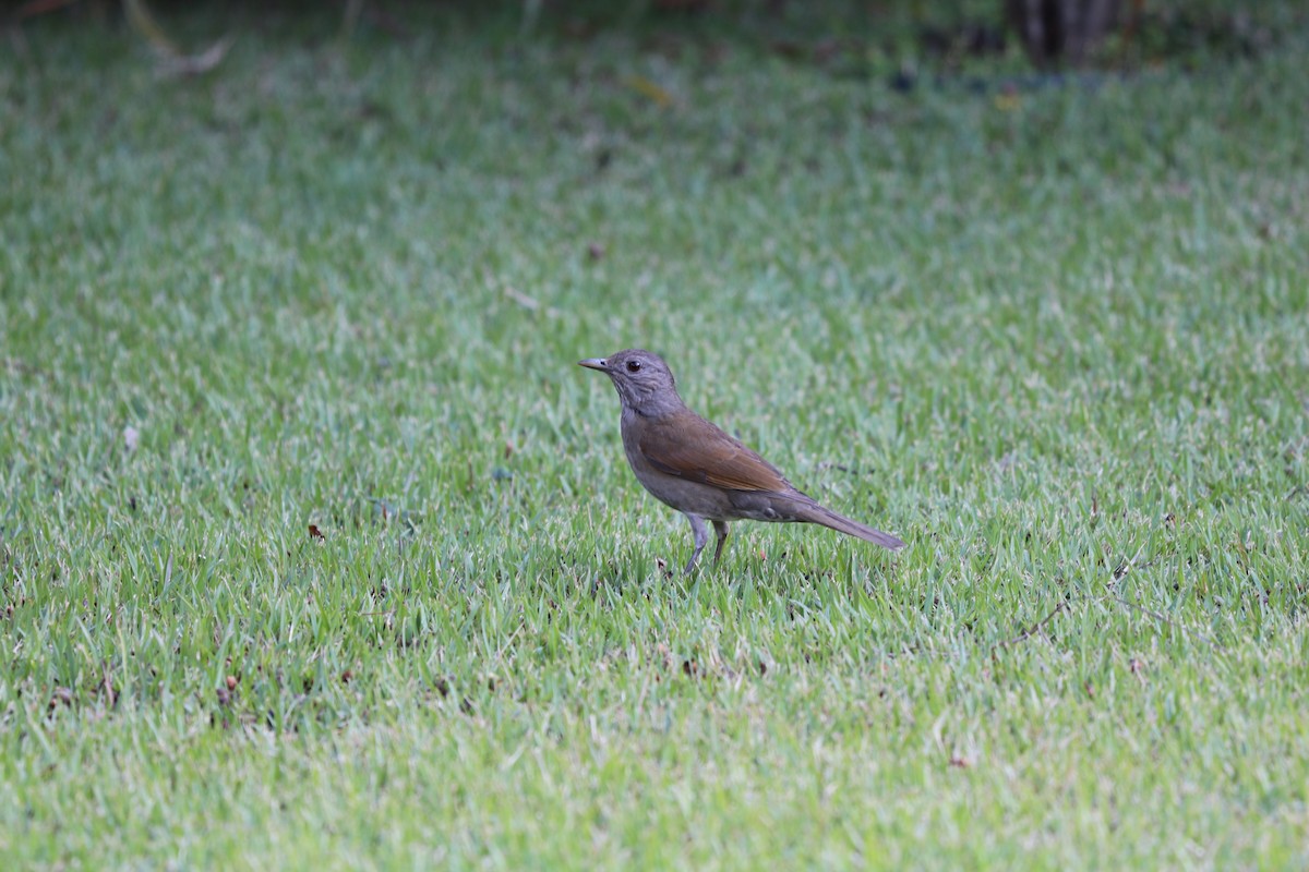 Pale-breasted Thrush - ML321836881