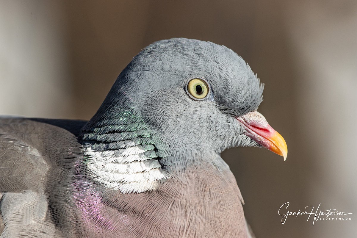 Common Wood-Pigeon - ML321837951