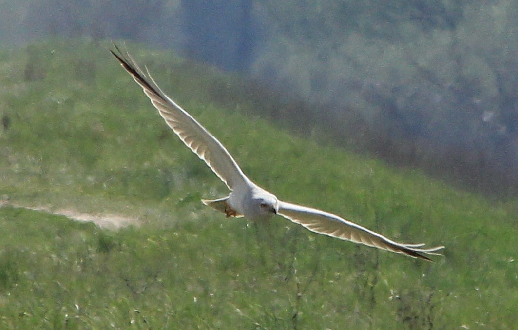 Pallid Harrier - Group account  for eBirding in Serbia