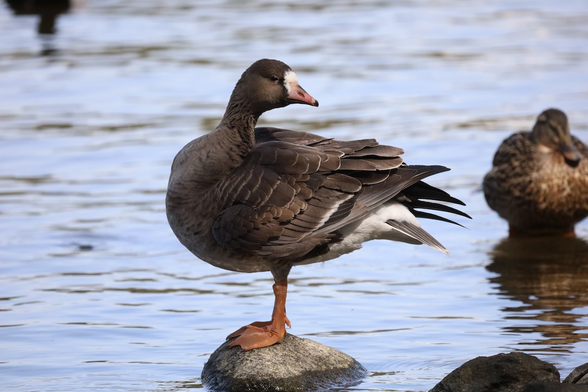 Greater White-fronted Goose - ML321849301