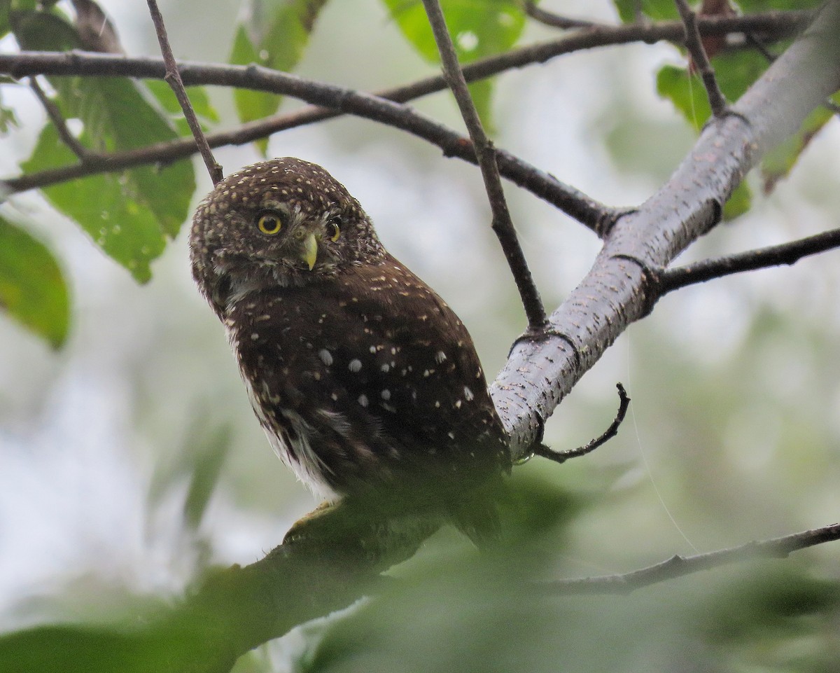 Yungas Pygmy-Owl - ML321853821