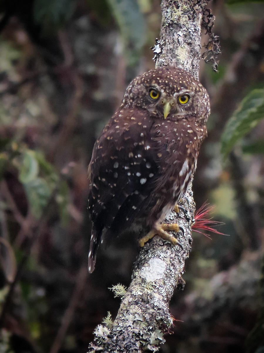 Yungas Pygmy-Owl - ML321853841
