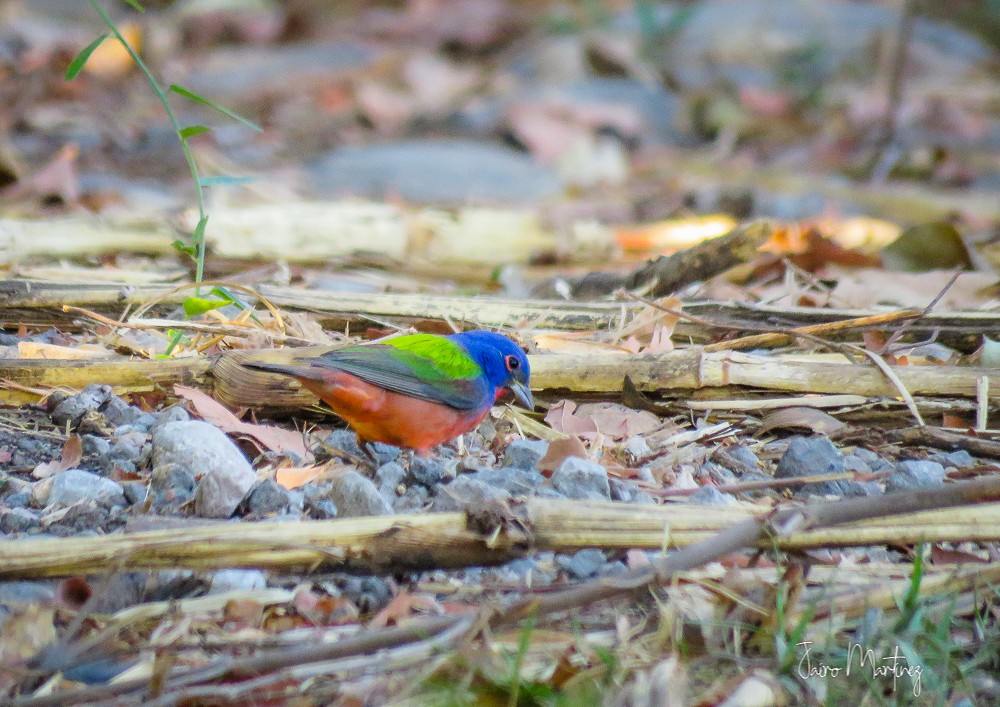 Painted Bunting - ML321854271