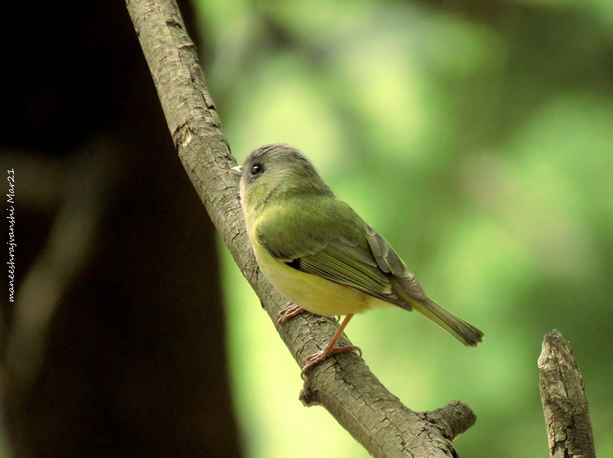 Green Shrike-Babbler - Maneesh Rajvanshi