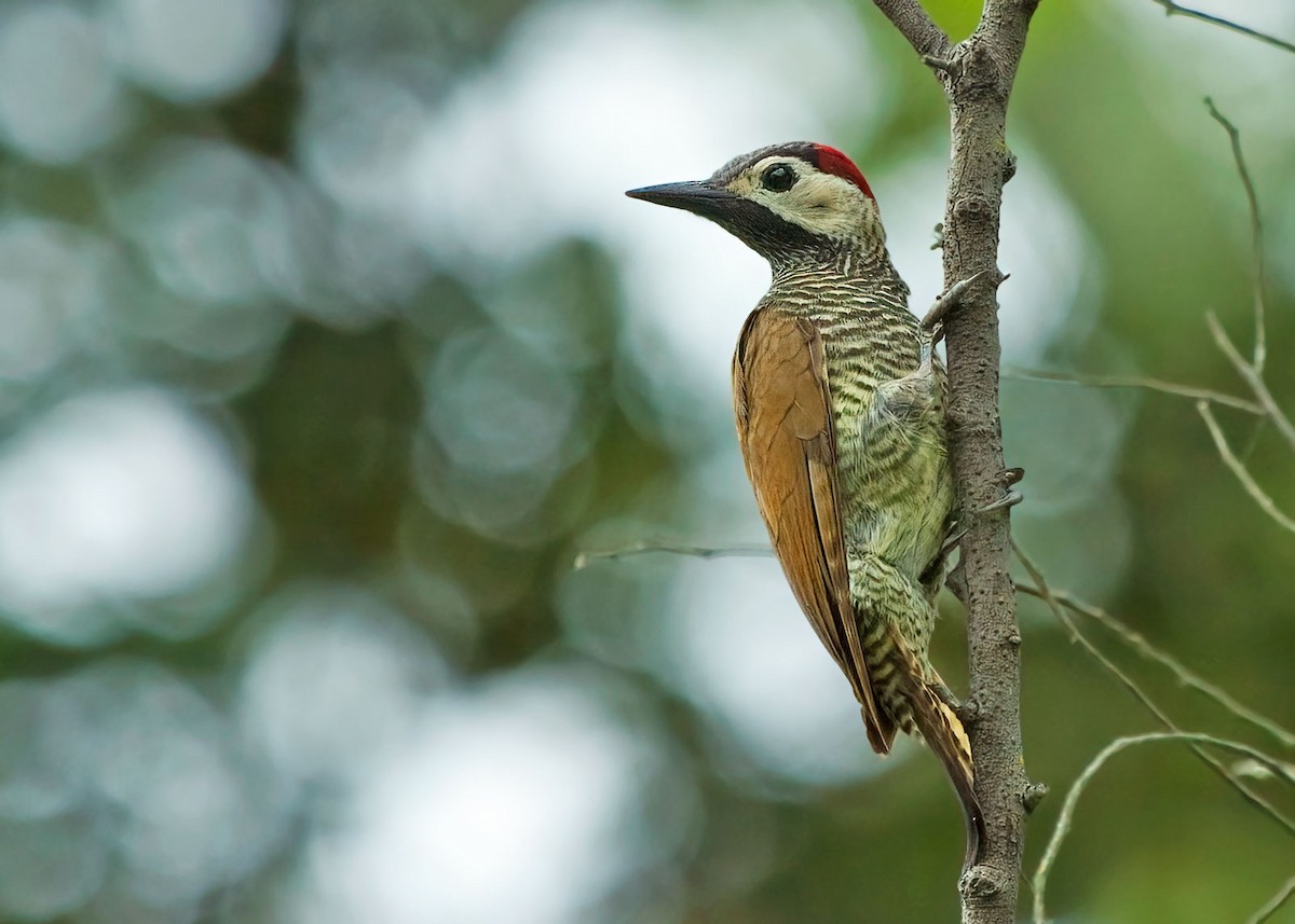 Golden-olive Woodpecker - Sue&Gary Milks