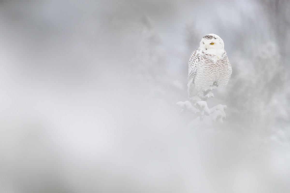 Snowy Owl - ML321865101