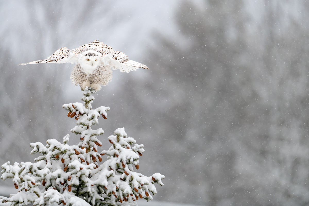 Snowy Owl - ML321865171