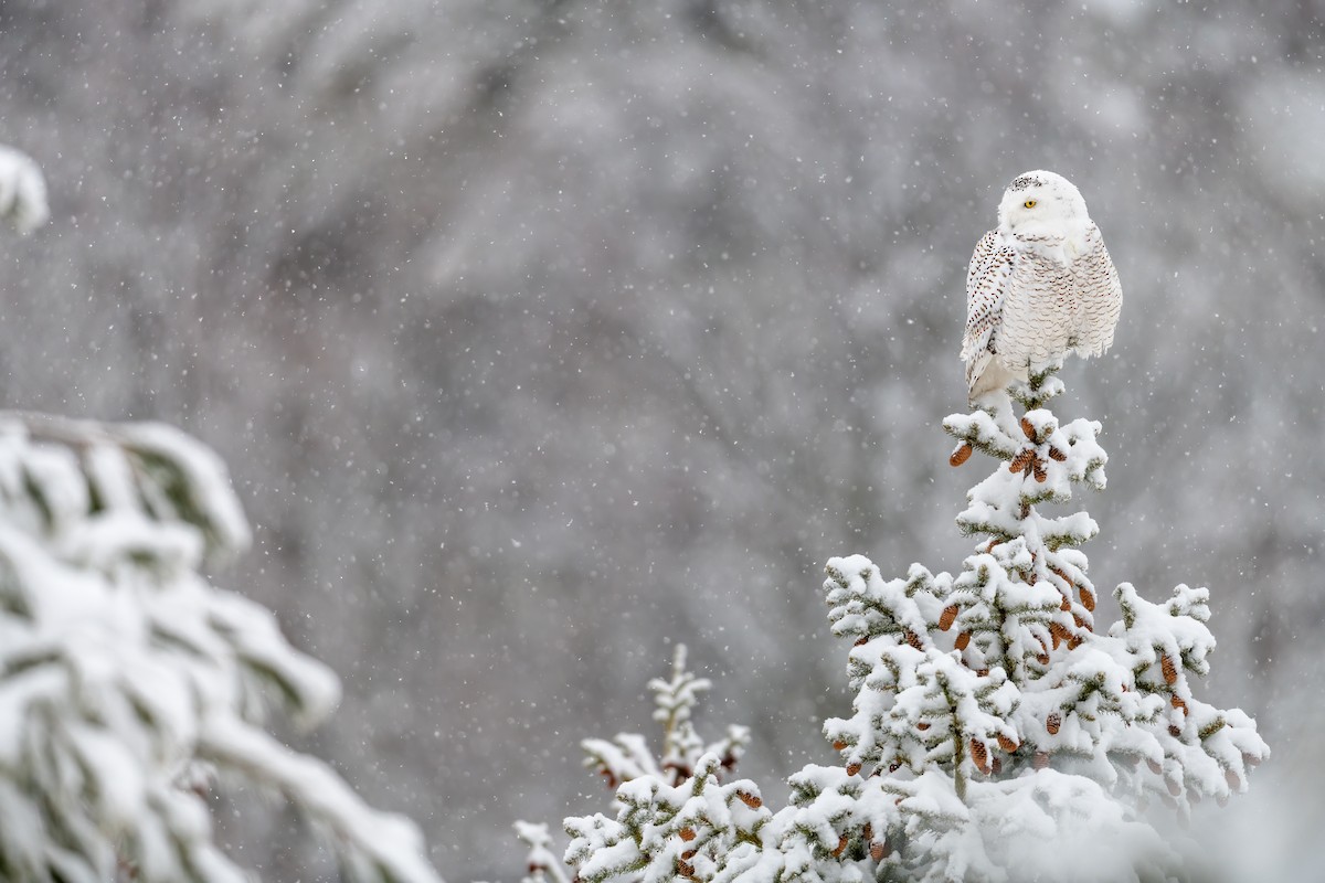 Snowy Owl - ML321865181