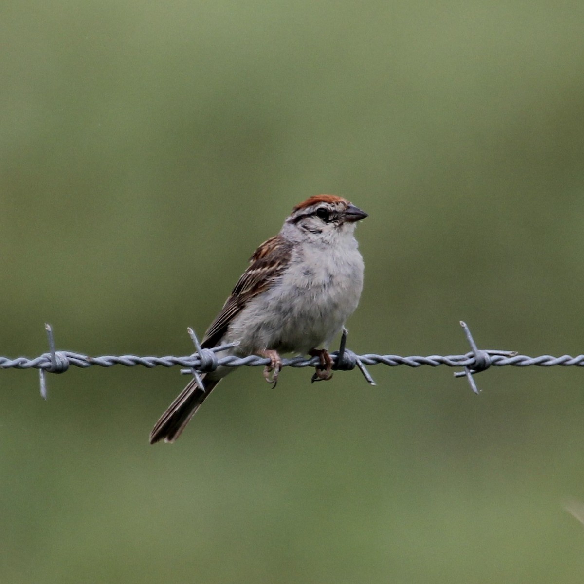 Chipping Sparrow - Ronald Goddard