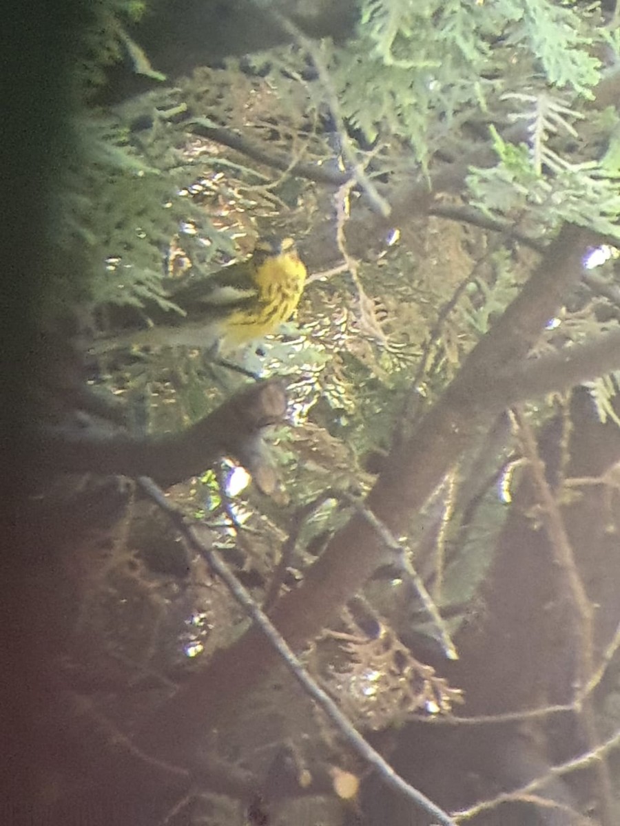 Cape May Warbler - ML321872401