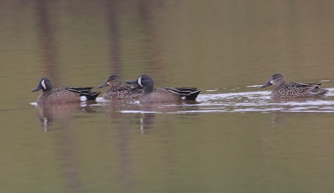 Blue-winged Teal - Gene Ricks