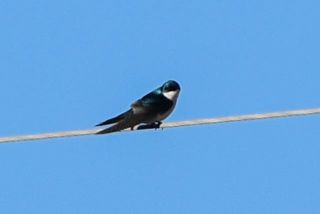 Tree Swallow - Ted Kavanagh