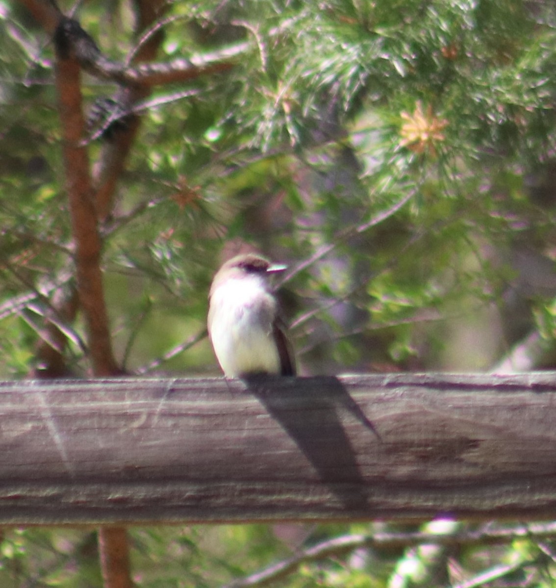 Eastern Phoebe - Mitch Foret