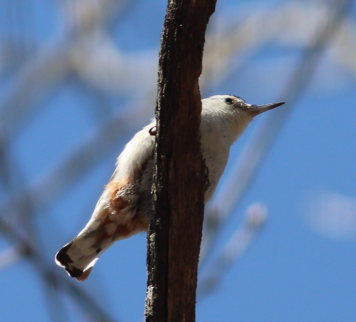 White-breasted Nuthatch - ML321885881