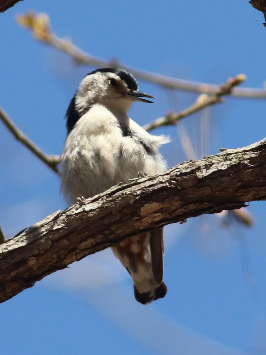 White-breasted Nuthatch - Mitch Foret