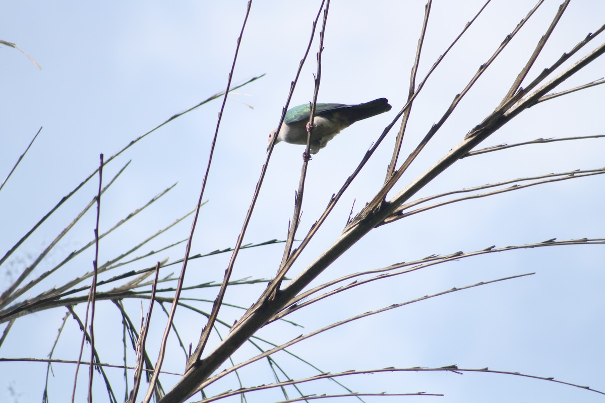 Green Imperial-Pigeon - Deepa Chandran