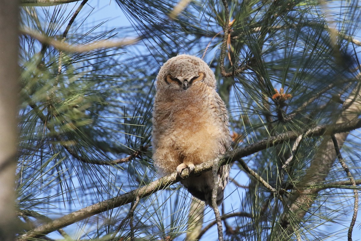 Great Horned Owl - ML321887621