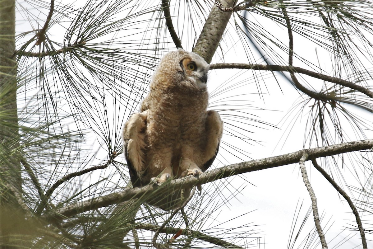 Great Horned Owl - ML321887661