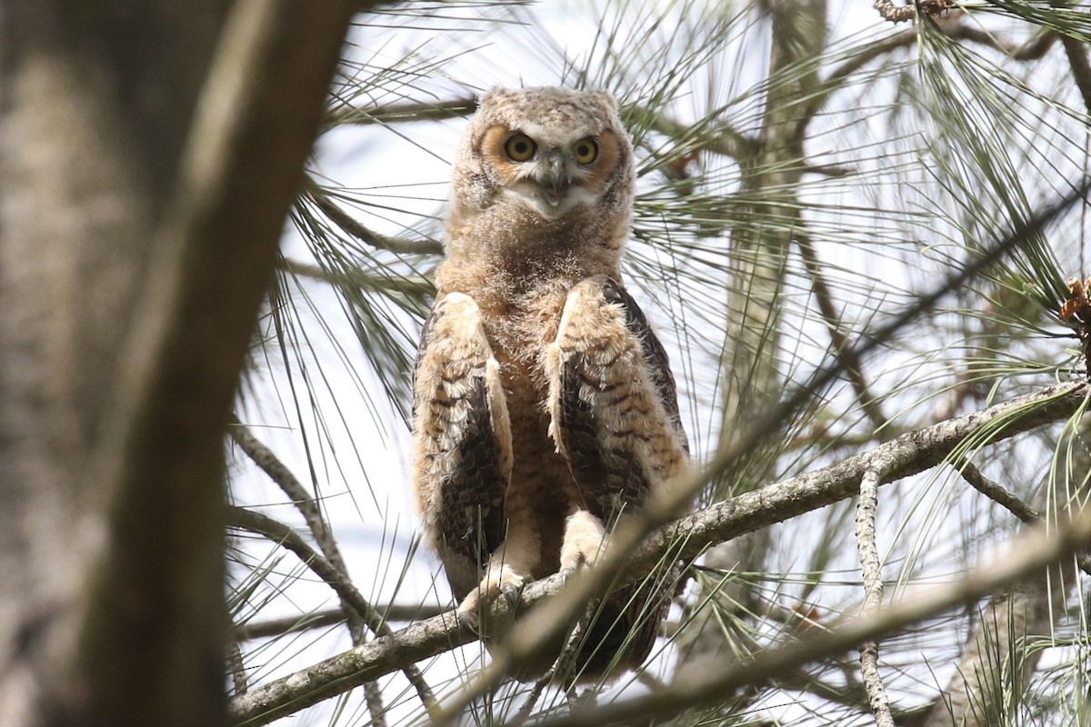 Great Horned Owl - ML321887681