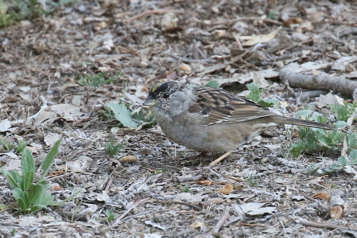 Golden-crowned Sparrow - ML321887831