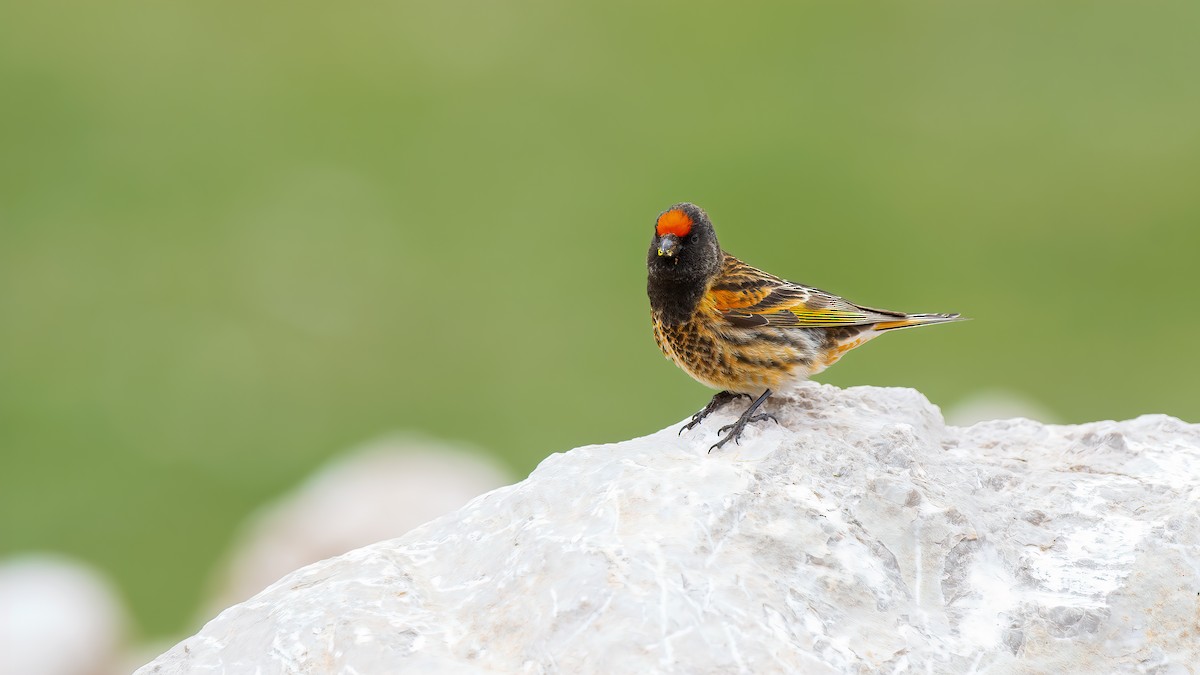 Fire-fronted Serin - ML321889081
