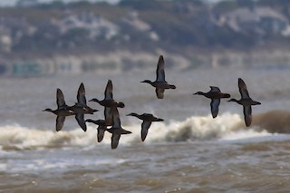 Blue-winged Teal, ML321891731