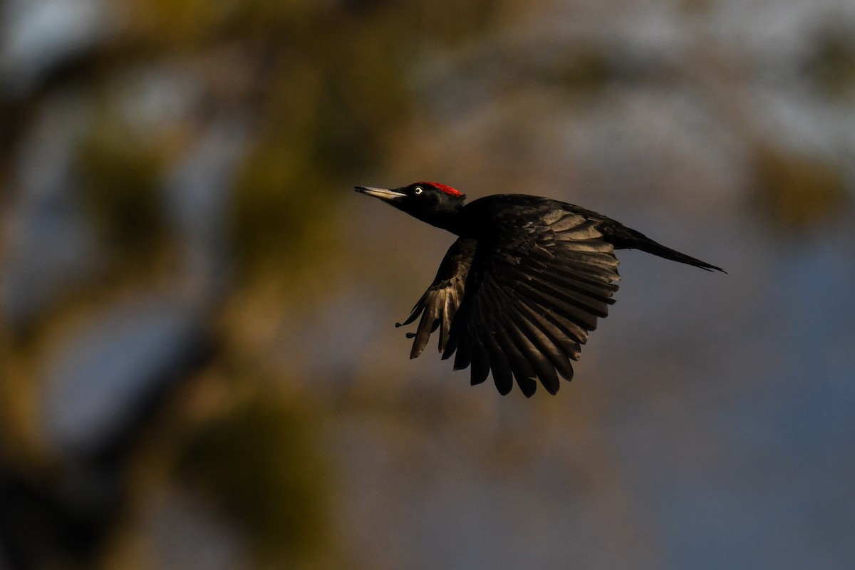 Black Woodpecker - ML321893651